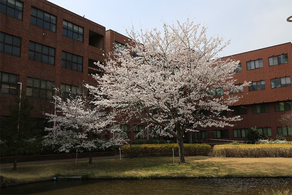 筑波大学の写真